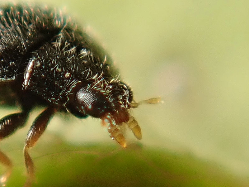 Coccinellidae Stethorus pusillus